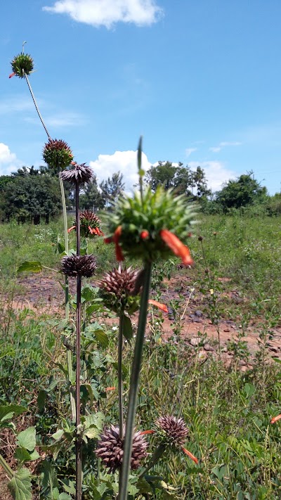 Photos of Kisumu Impala Sanctuary