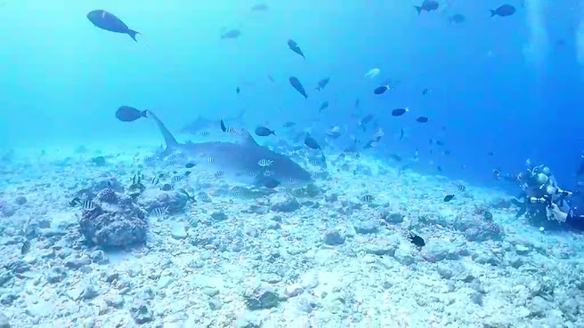 Adora Liveaboard, Maldives Boat Club by null