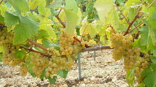 Photo n°6 de SARL DOMAINE CHEVALLIER CELINE à Venoy (Caviste)