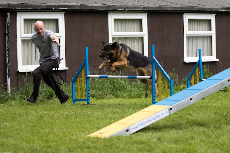 Yorkshire German Shepherd Dog Training