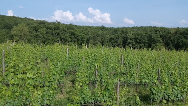 Fattoria Pomona by null