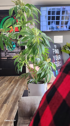 Premier Cannabis - Caro - Thumbnail