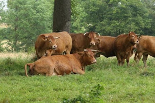 Photo n°2 de Rougerie Coudert GAEC à Lavignac (Agriculteur)