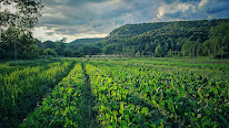 Les jardins de Clairette à Salernes