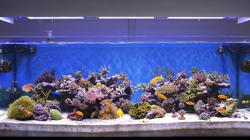 Sea Clear Aquarium Inc. - Thumbnail