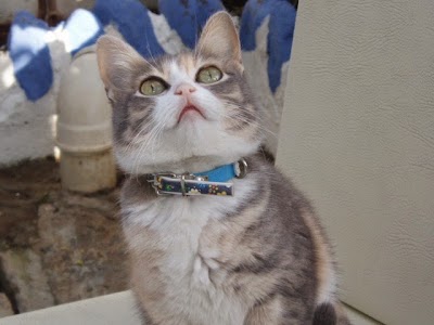 Photos of All Animal Veterinary Clinic