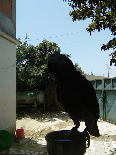 Photos of Ami Larbi