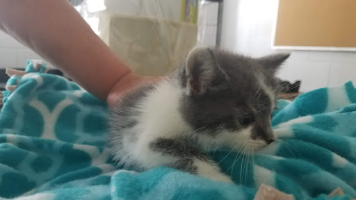 Highland Humane Society - Thumbnail