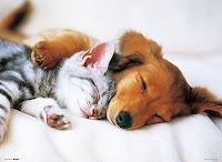 cagicco.petsitter カギッコペットシッター