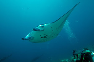Photo n°1 de Club de plongée Equipe Cool de Croix à Croix (Club de plongée)