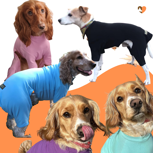 dogs lead shop and more - Thumbnail
