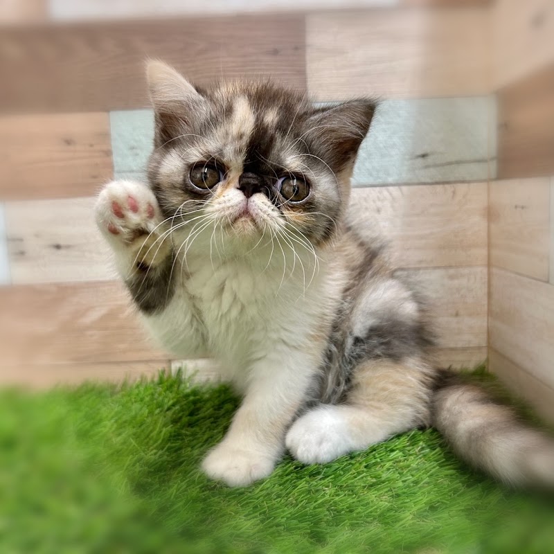 ワンニャンハウス 岐阜柳津店