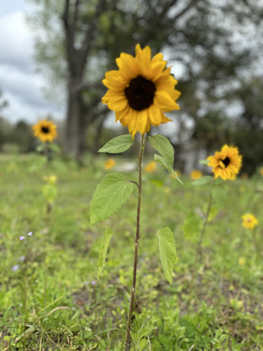 Ever After Farms Flowers - Thumbnail