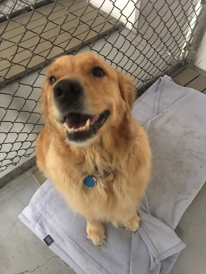 Southpaw Dog Boarding in Ak