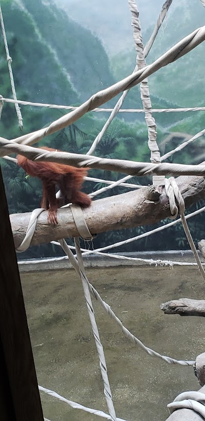 Sumatran Orangatan