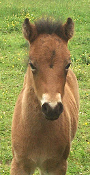 Photo n°4 de Ferme Equestre Du Pavail à Châteaugiron (Centre équestre)