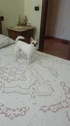 GioPet - Visual