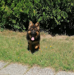 Photo n°18 de Centre Canin et Félin du Château Fraye à Vayres-sur-Essonne (Dresseur pour chiens)