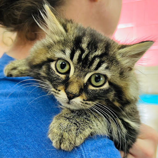 Carolina Value Pet Care - Thumbnail