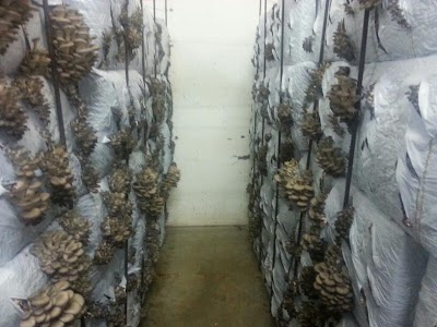 Photos of Bio Mushroom GmbH