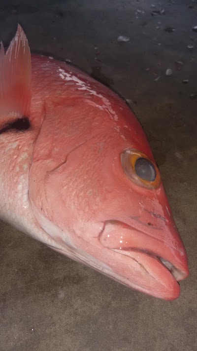 Photos of Fish Market