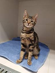 Photo n°12 de Clinique Veterinaire St Antoine à Le Chesnay-Rocquencourt (Clinique vétérinaire)