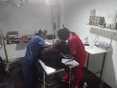 veterinary-care