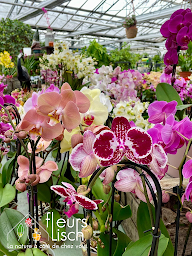 Photo n°40 de Fleurs Lisch à Colmar (Maraîcher)