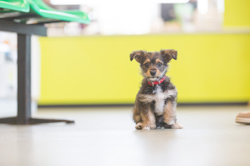 Kirks Vets - Thumbnail