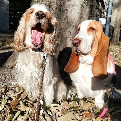 Giulia dog sitter Milano