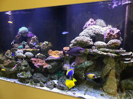 Diamond Aquatics - Visual