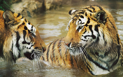 Gyöngyösi Állatkert Vendéglátó és Szabadidőpark Kft.