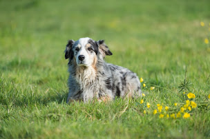 Photo n°2 de Clinique Vétérinaire des Tourterelles à Saint-Étienne-de-Montluc (Vétérinaire)
