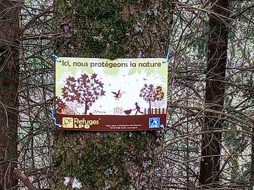 La forêt de Mana - Thumbnail