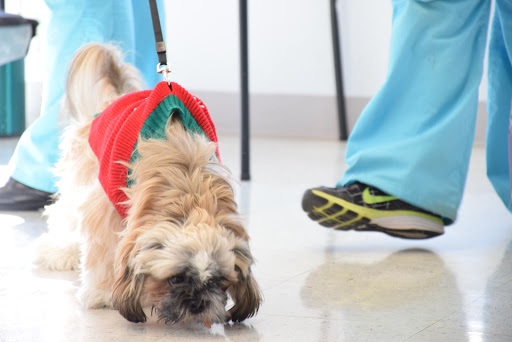Access Veterinary Care - Thumbnail