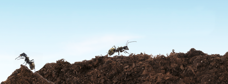 VEXT - Exterminateur Delson photo 1