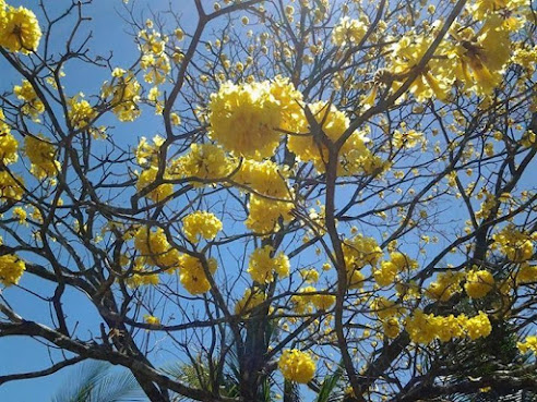 Microbeneficio Río Conejo Estate by null