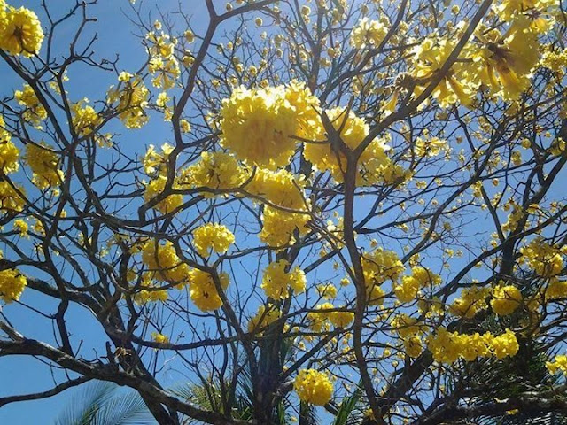 Microbeneficio Río Conejo Estate by null