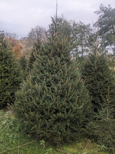Cotswold Fir - Thumbnail