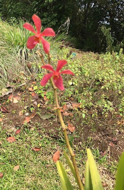 Photos of Mamiku Gardens