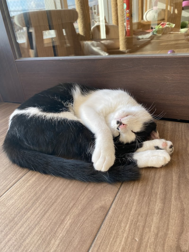 保護猫とつながるクリニック みゃうみゃう動物病院