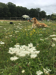 Photo n°26 de Ike Koi à Saint-André-sur-Vieux-Jonc (Éleveur)