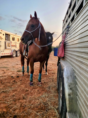 2B Performance Horses