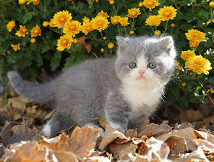 Photo n°5 de Chatterie du Panier Douillet : Élevage de chatons British Shorthair & Longhair à Jaulnay (Éleveur de chats)