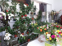 Monica Fleurs à Aléria