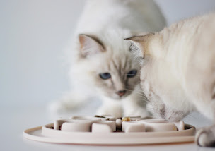 Photo n°20 de inooko à Briord (Magasin d'articles pour animaux)