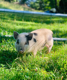 Photo n°3 de La Ferme des Miniatures à Loudenvielle (Service d'adoption d'animaux de compagnie)