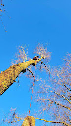Photo n°5 de Gautier Espaces Verts à Bondues (Entretien de propriétés)