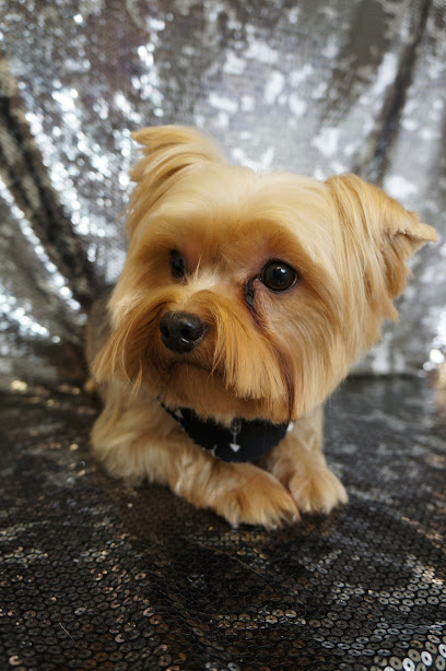 Plush Pups pet boutique and spa