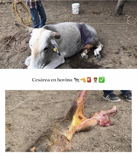 Veterinaria Dos Hermanos